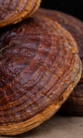 Cuerpos fructíferos de Reishi (Ganoderma) secos, detalle de la superficie